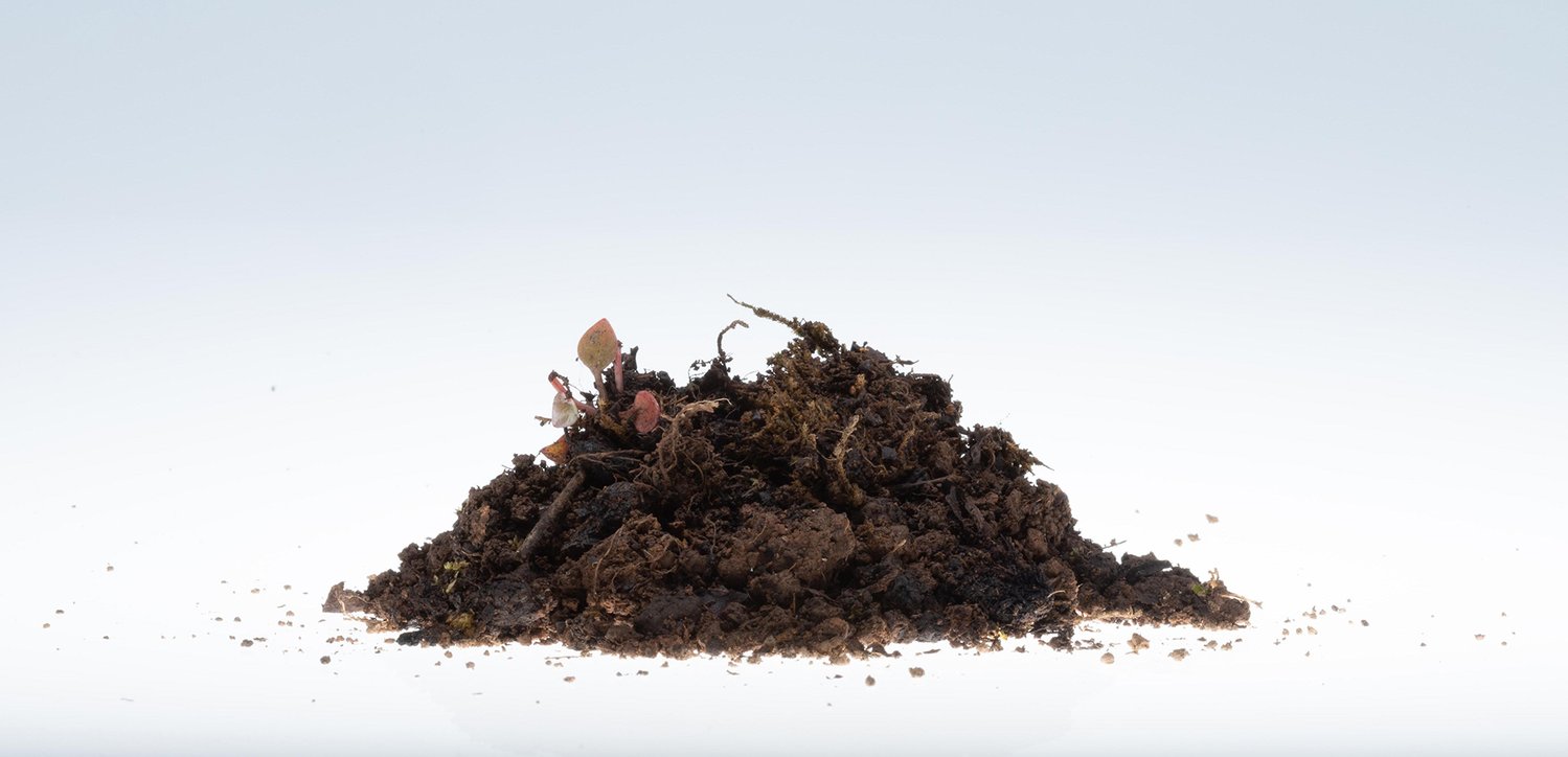 Life in the forest relies on healthy soil. Fires can damage or destroy the soil forests need.
