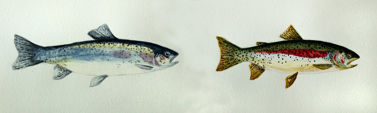 A wild, native rainbow trout, left, and a Leaburg Hatchery rainbow trout, right. Wild rainbows are endemic to the McKenzie River, while hatchery rainbows come from a stock that originated in California. 